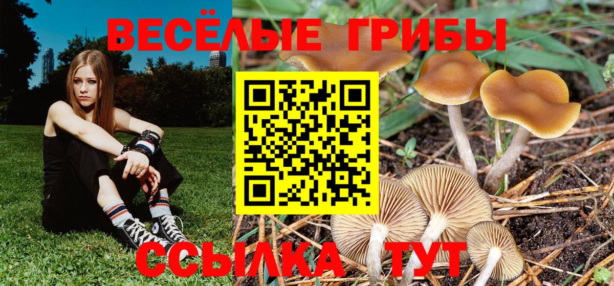 Галлюциногенные грибы Cubensis  Вход с VPN  Новоалтайск 